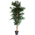 Tree - Ficus Green 180cm