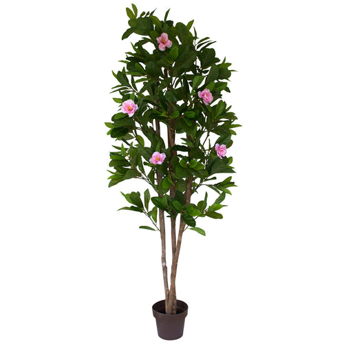 Tree - Camellia with pink flowers