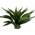 Yucca Agave Plant ✰✰✰ SHOWROOM SPECIAL  ✰✰✰