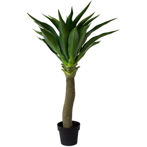 Yucca Agave Plant ✰✰✰ SHOWROOM SPECIAL  ✰✰✰