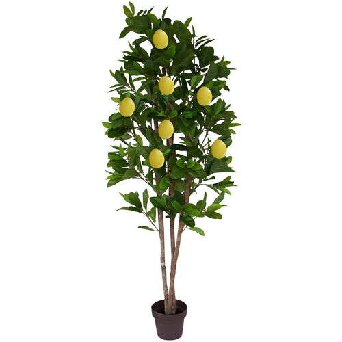 Tree - Lemon tree